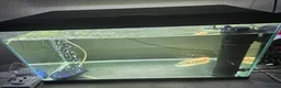 Axolotl reptiles for sale: Baby axolotl  - Advert 2