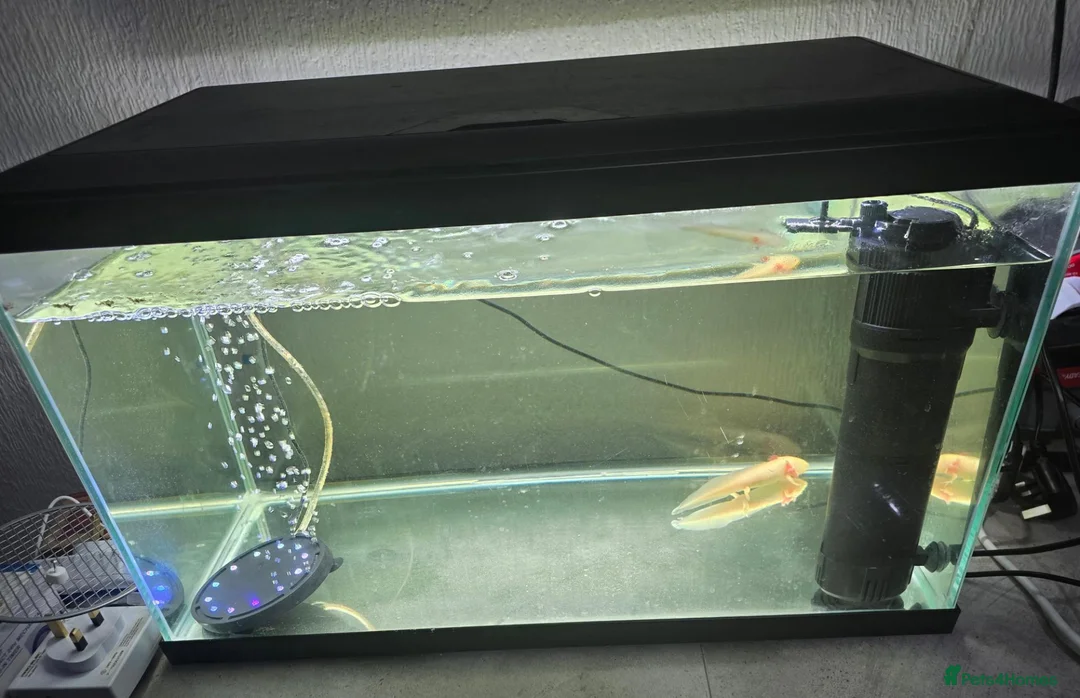 Axolotl reptiles for sale: Baby axolotl  - Advert 2