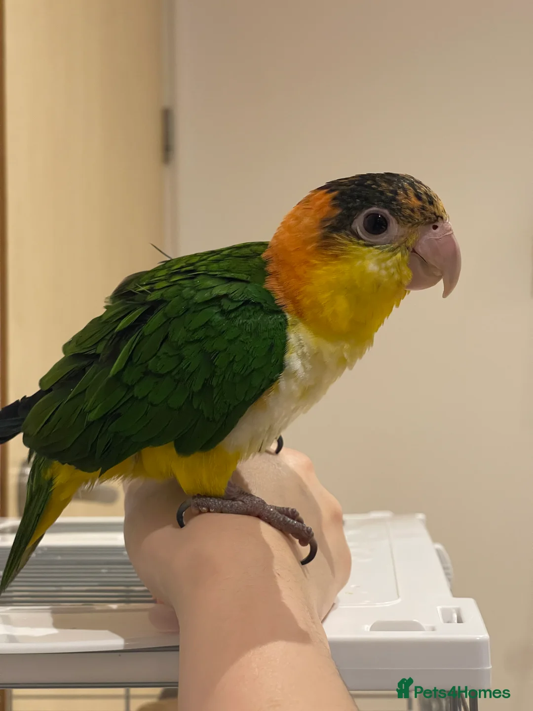 Parrots birds for sale: Super Tame Female Golden-Headed Caique in London - Advert 4