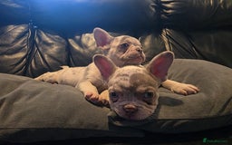 French Bulldog dogs for sale: 🐾 Stunning Pups Only 2 left  🐾 - Image 3