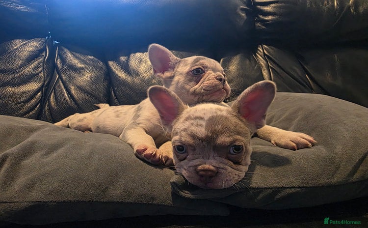 French Bulldog dogs - Advert 11