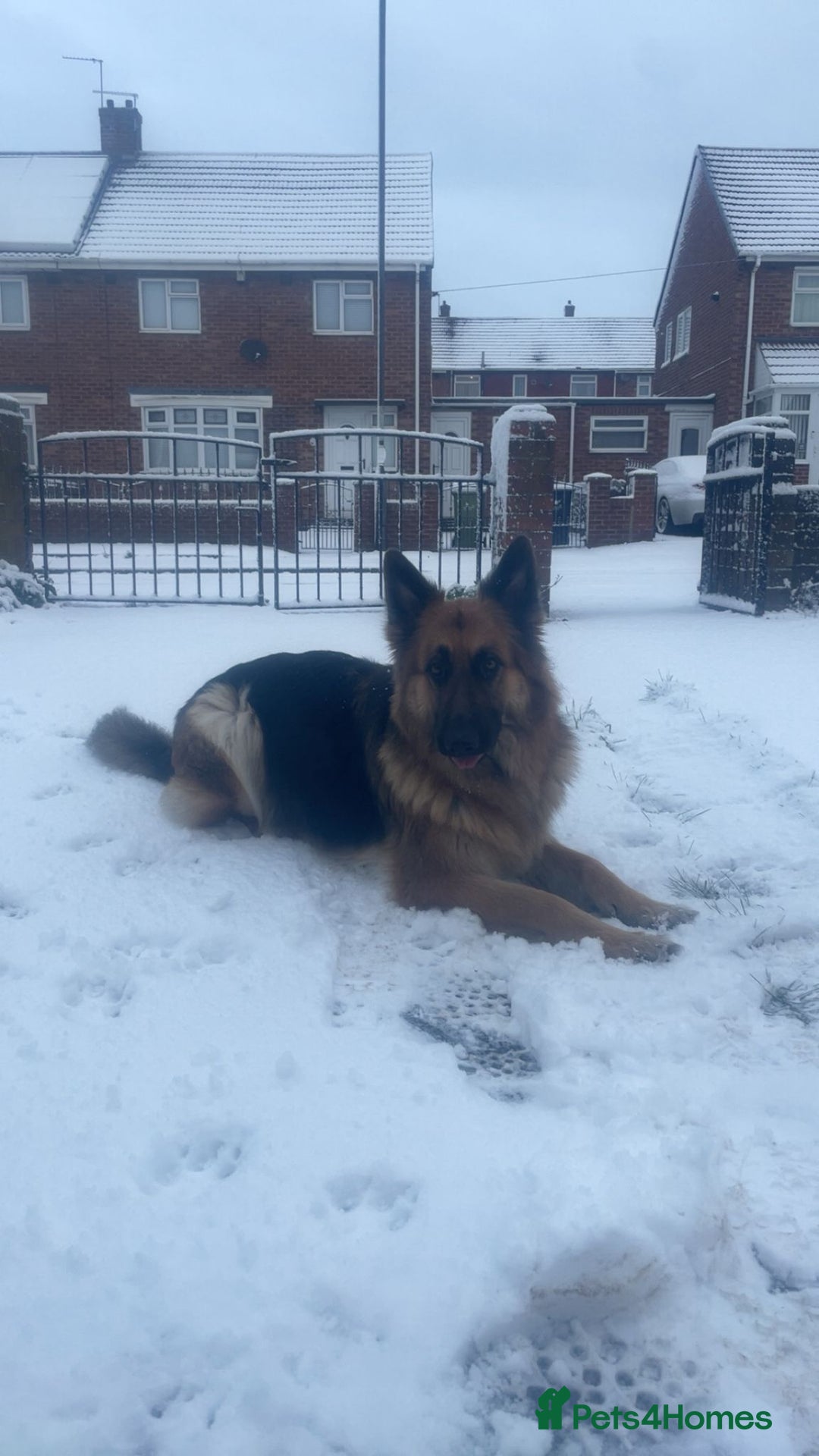 German Shepherd dogs for sale: Medium haired German shepherd pups  - Advert 1