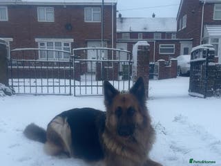 German Shepherd dogs Medium haired German shepherd pups - Advert 1