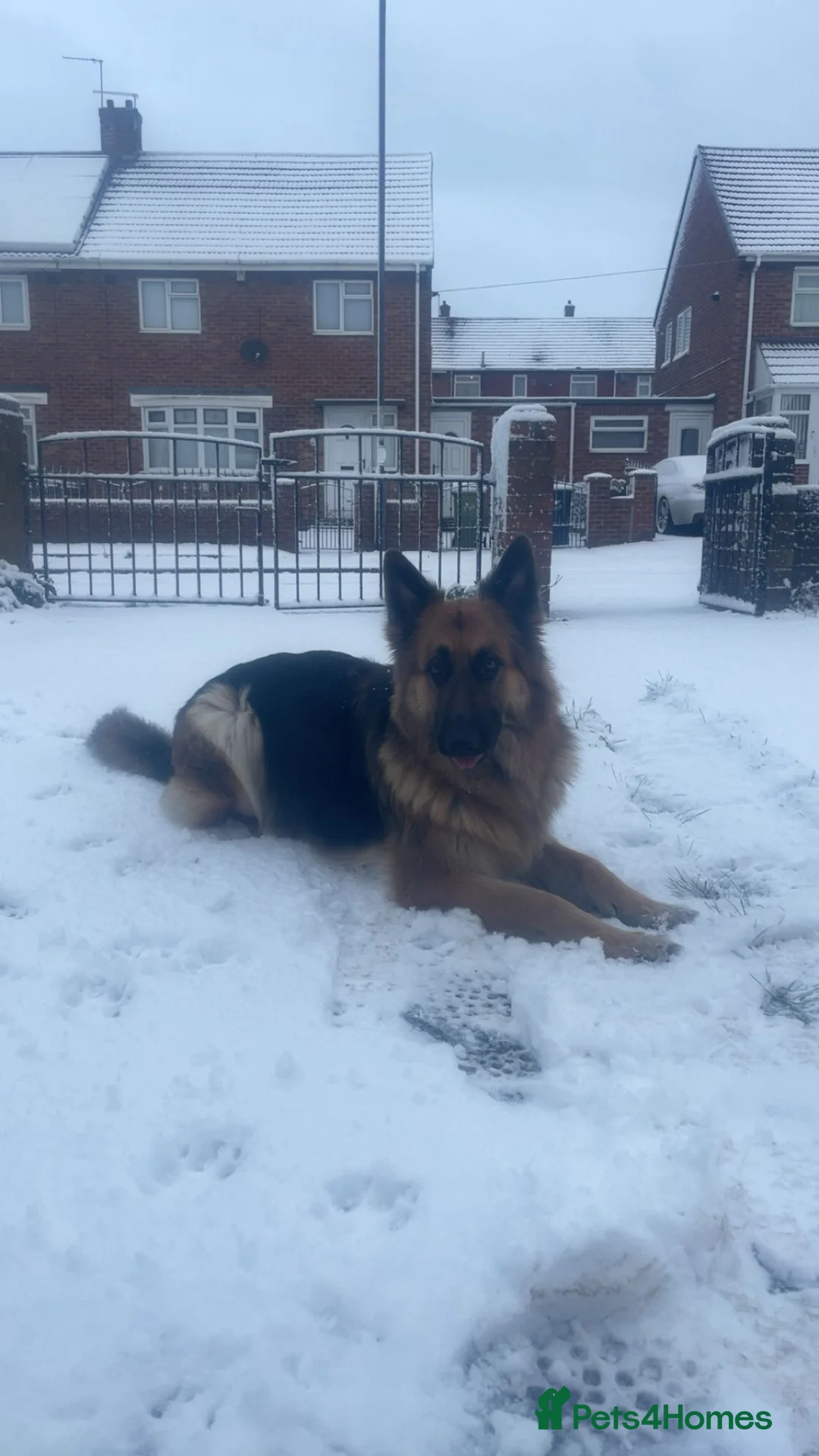 German Shepherd dogs for sale: Medium haired German shepherd pups  - Advert 1