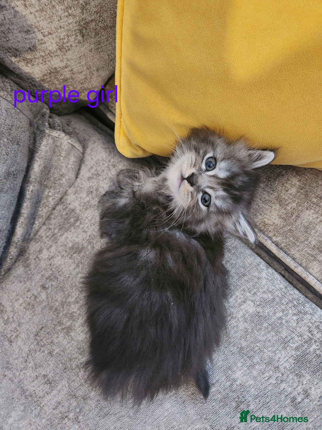 Maine Coon cats for sale: Pure Maine coon kittens - Advert 8