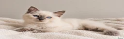Ragdoll cats for sale: GCCF Ragdoll Kittens - Fully Vacc & Health Checked - Advert 13