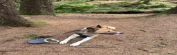 Mixed Breed dogs for sale: Looking for his forever home  - Advert 4