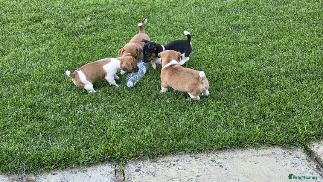 Jack Russell dogs for sale: Excellent pure bred working mini Jack Russell pups - Image 8