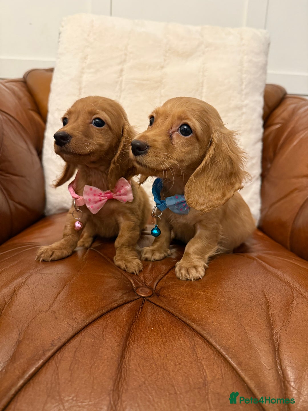 Miniature Dachshund dogs for sale: Beautiful Cream Longcoats Miniature Dachshund  - Advert 6