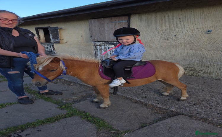 Shetland pony horses - Advert 1