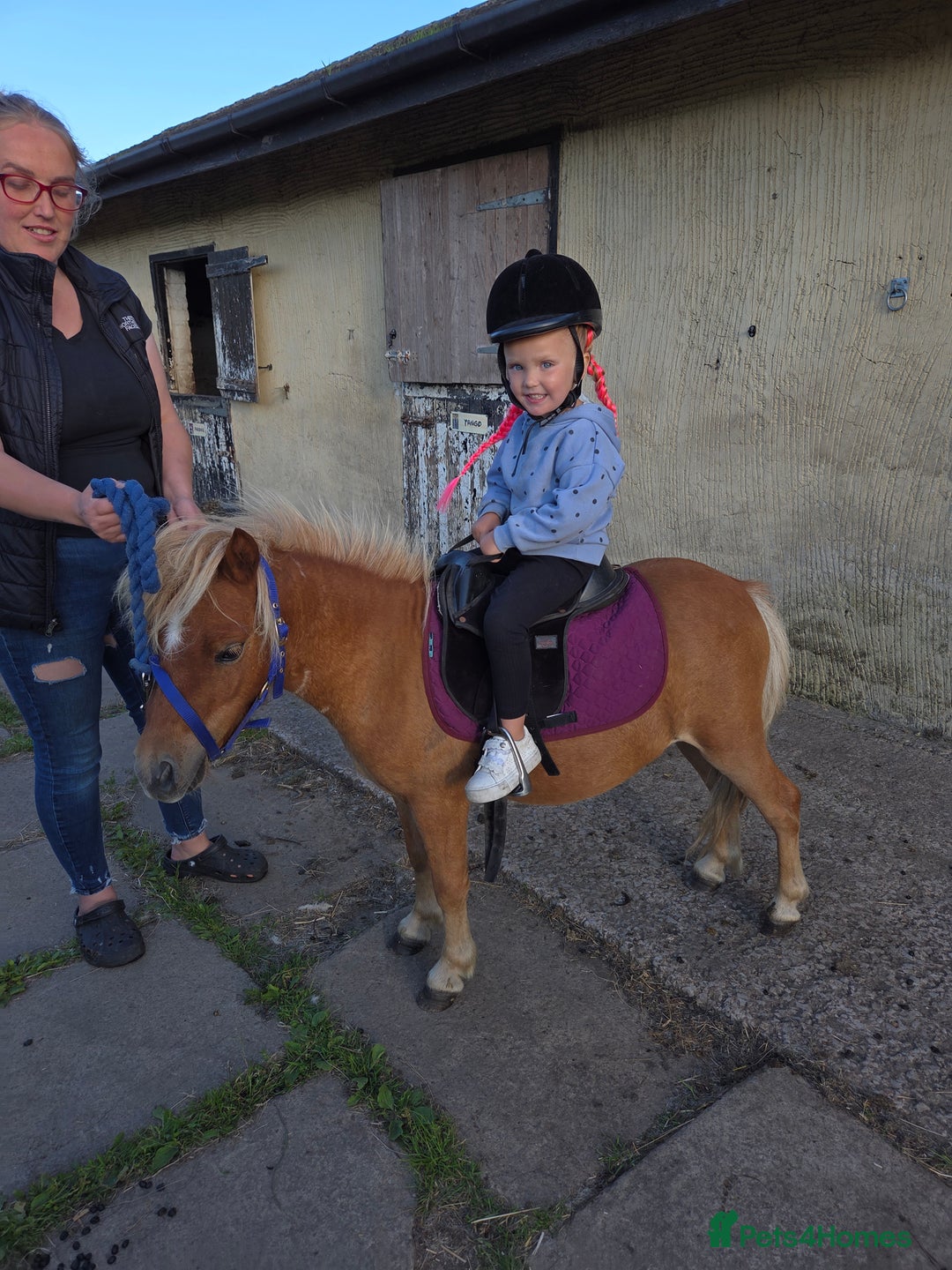 Shetland pony horses for sale: Beautiful 7h Mini shetland Gelding  - Image 1