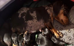 Miniature Dachshund dogs for sale: Very tiny 8 week old miniature dachshund  - Image 16