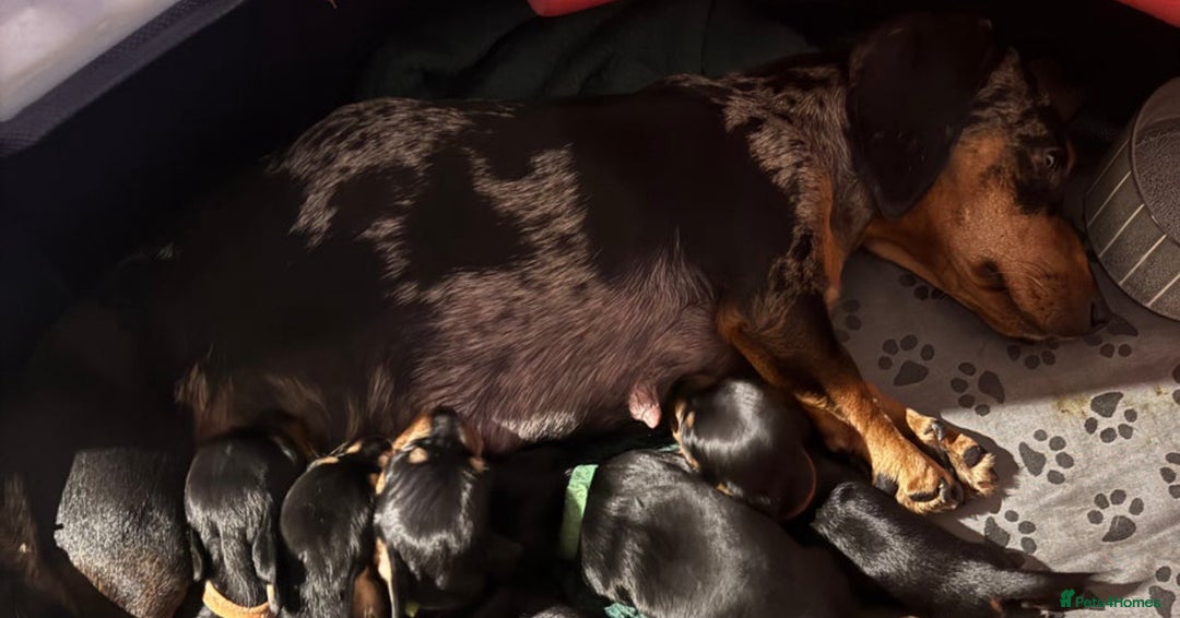 Miniature Dachshund dogs for sale: Very tiny 8 week old miniature dachshund  - Image 16