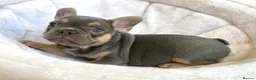 French Bulldog dogs for sale: 2 LEFT!! TOP QUALITY FRENCH BULLDOG PUPPIES - Advert 5