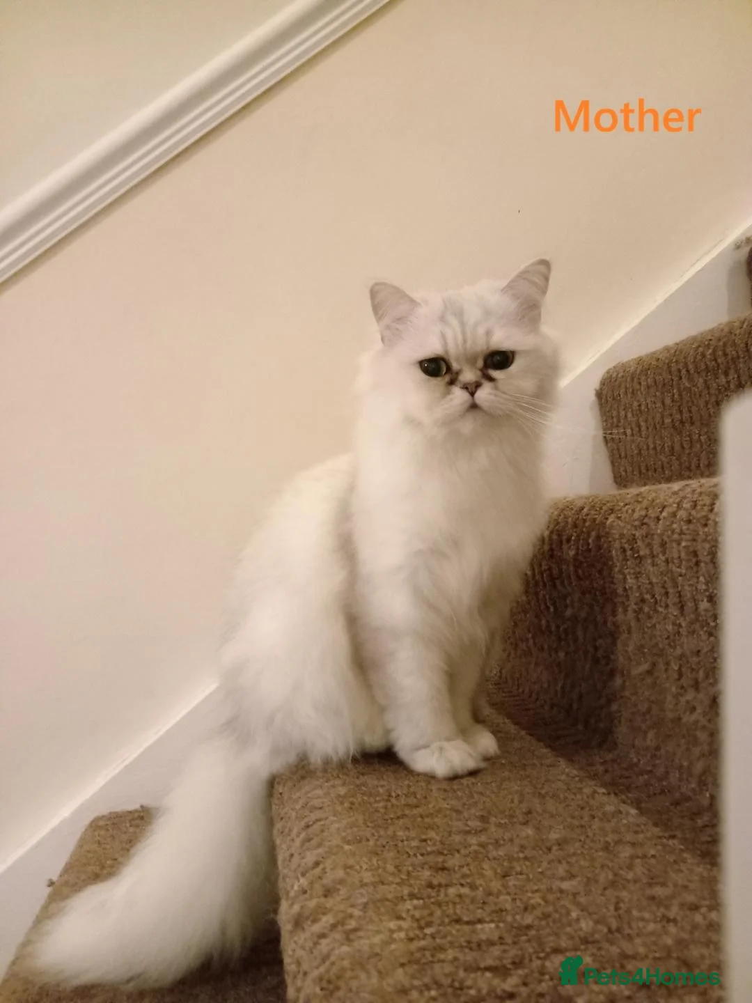 Persian cats for sale: 1 Pure Persian Chinchilla Male Kitten - Advert 2