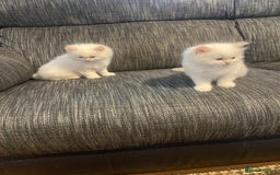 Ragdoll cats for sale:  Beautiful Ragdoll Kittens * 3 BoYs *  - Image 28