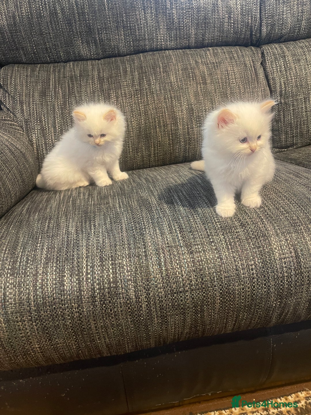 Ragdoll cats for sale:  Beautiful Ragdoll Kittens * 3 BoYs *  - Image 28