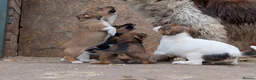 Jack Russell dogs for sale: Jack Russell Puppies - Advert 12
