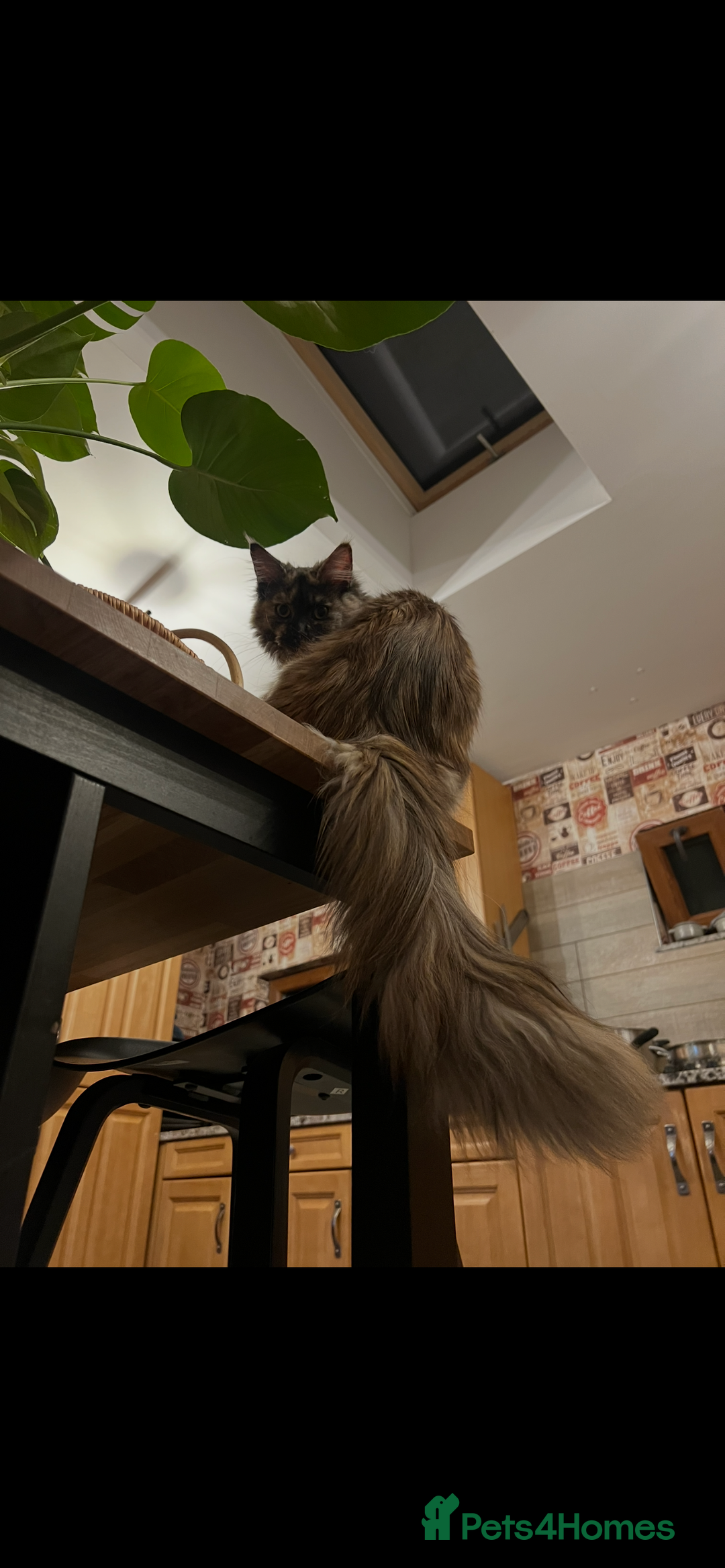 Maine Coon cats for sale: Beautiful Pure Main Coon Kittens - Advert 1