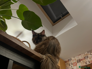 Maine Coon cats Beautiful Pure Main Coon Kittens - Advert 3