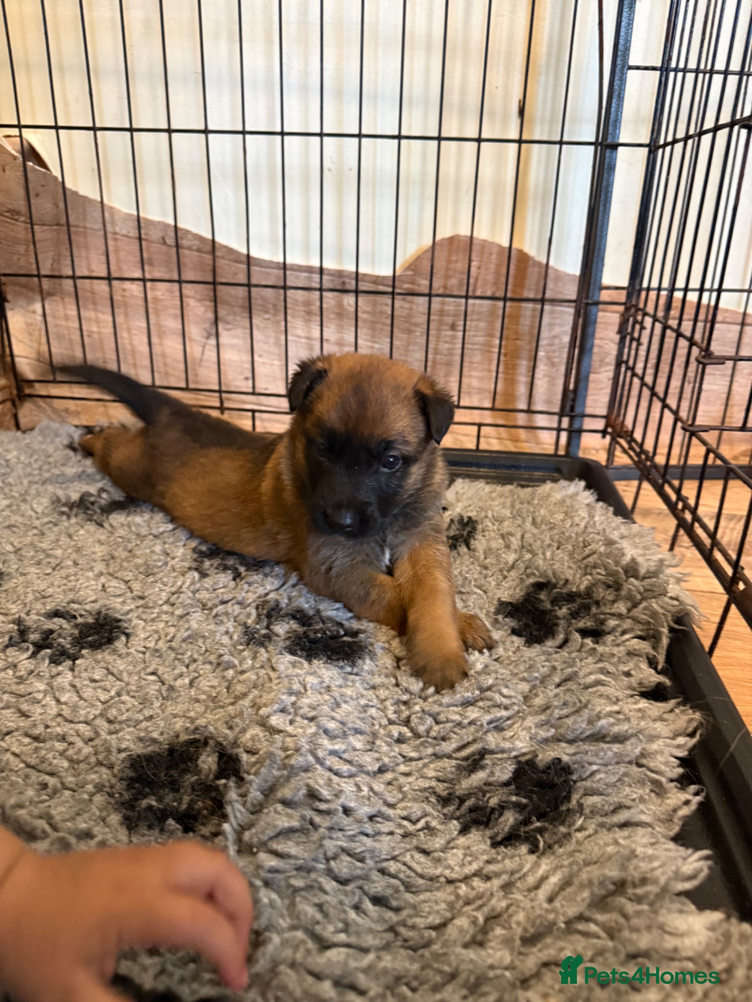 Belgian Shepherd Dog dogs Chunky pure bred top bloodlines puppies  - Advert 2