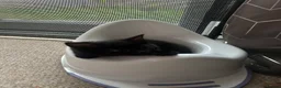 Mixed Breed cats for sale: 9 week old kitten  - Advert 2