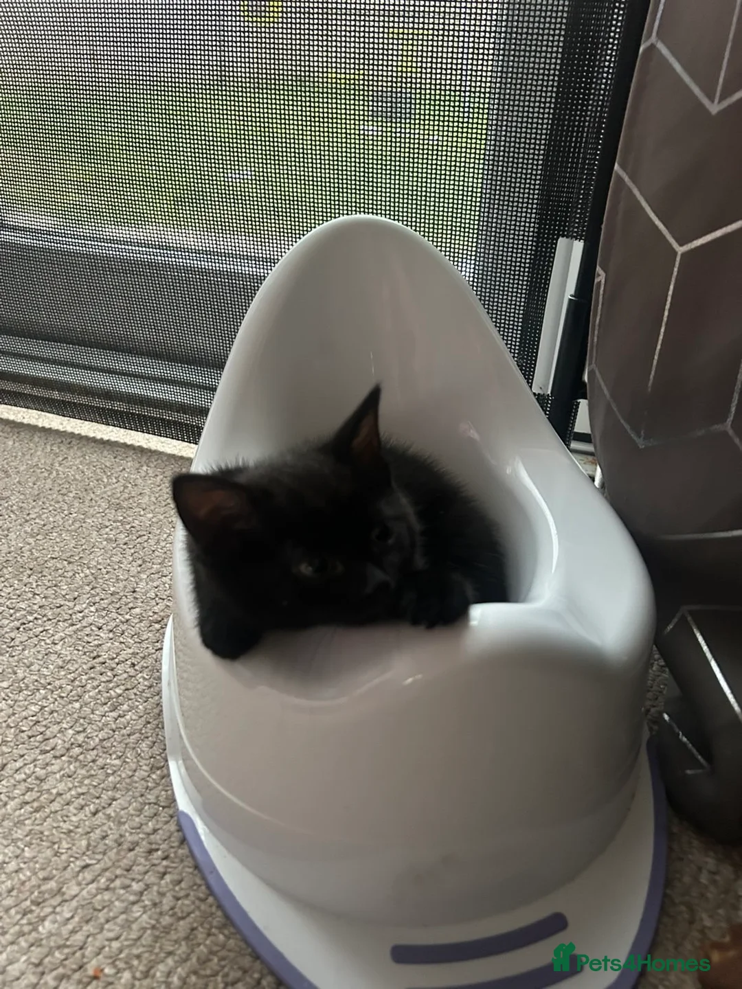 Mixed Breed cats for sale: 9 week old kitten  - Advert 2