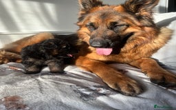 German Shepherd dogs for sale: Top Quality GSD puppies available  - Image 7