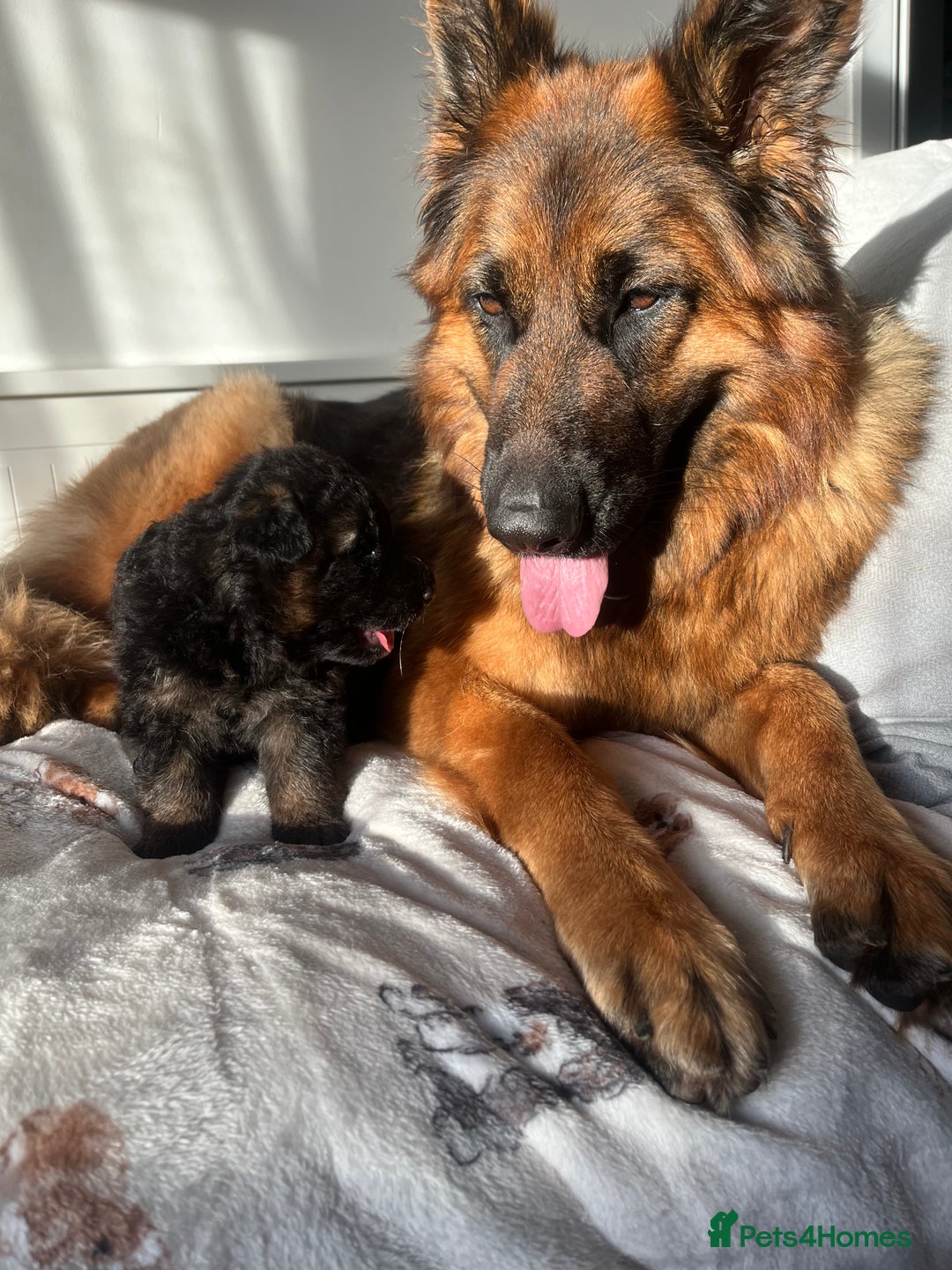 German Shepherd dogs for sale: Top Quality GSD puppies available  - Image 7