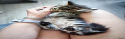 Siberian cats for sale: 🐾 Stunning Siberian cross Maine Coon Kittens 🐾 - Advert 17