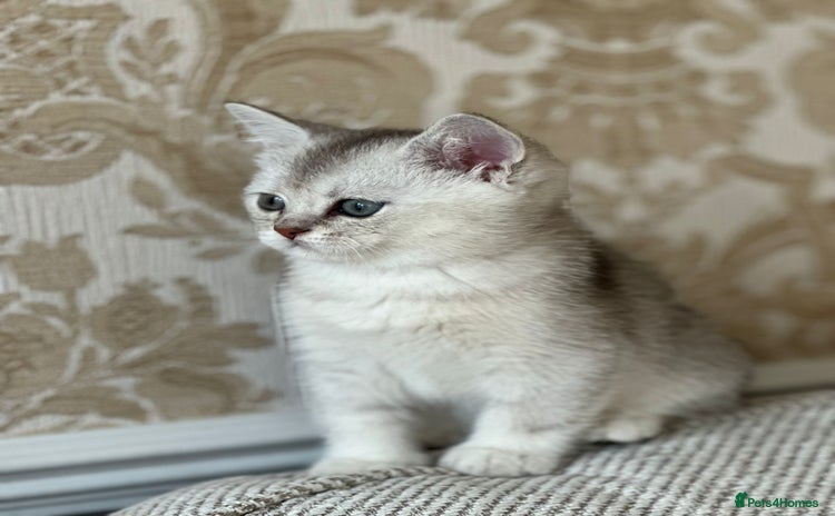 British Shorthair cats - Advert 14