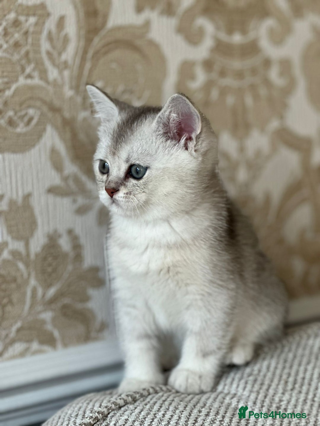 British Shorthair cats for sale: I'll give it into good hands. - Image 1