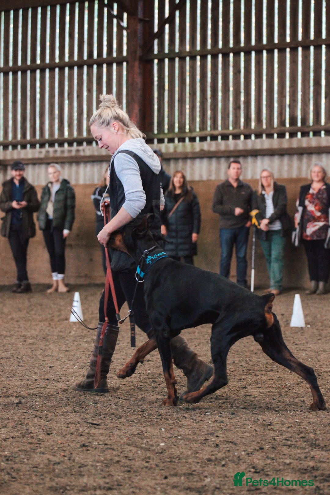 Dobermann dogs for sale: WAITLIST 2026 CEZARBLUE 5 STAR LICENSED ⭐️  - Advert 27