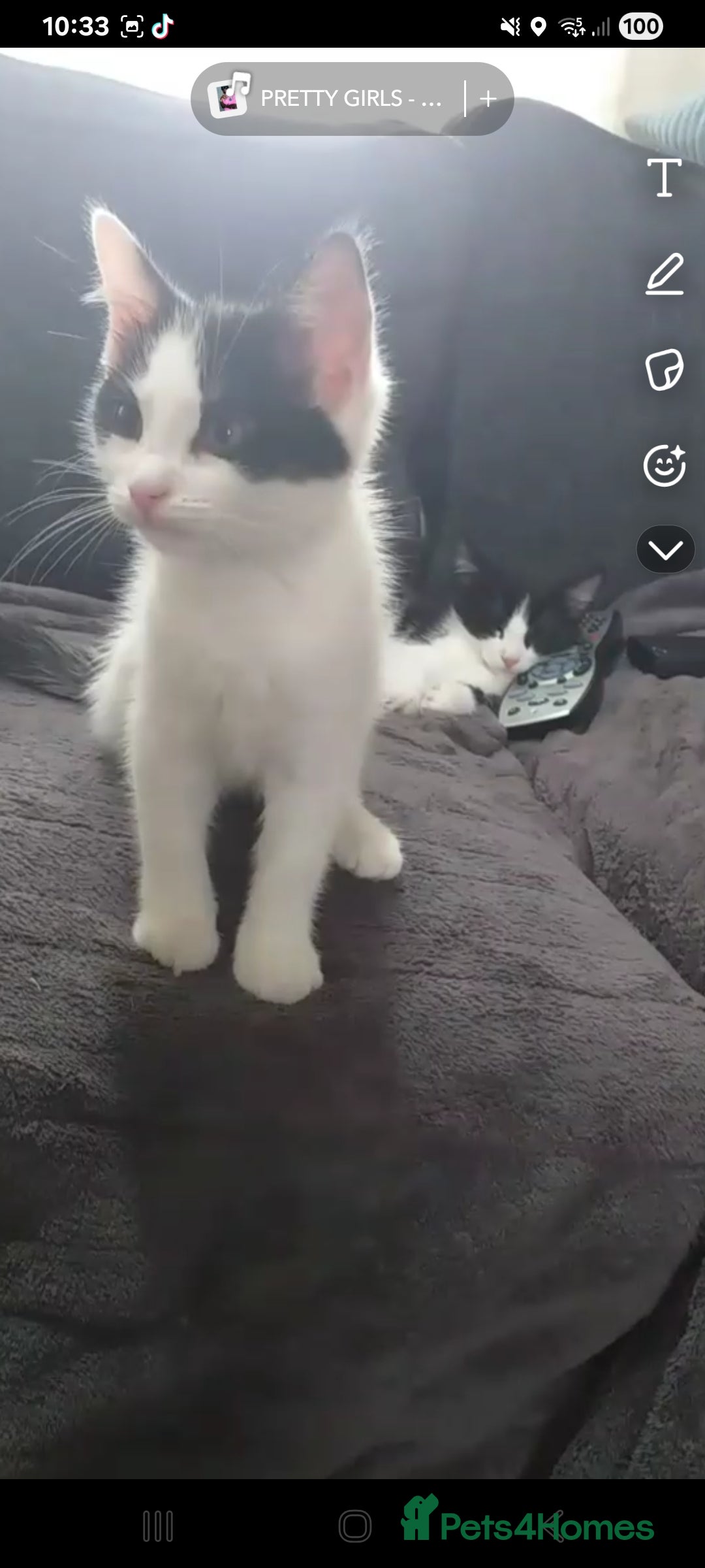 Mixed Breed cats for sale: Bonded pair of cats. - Advert 4