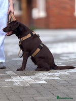 Labrador Retriever dogs - Advert 4