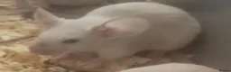 Mouse rodents for sale: Baby Siamese mice for sale 6wks old  - Advert 5