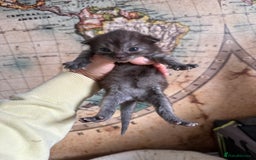 Bengal cats for sale: Bengal Cross Kittens - Image 2