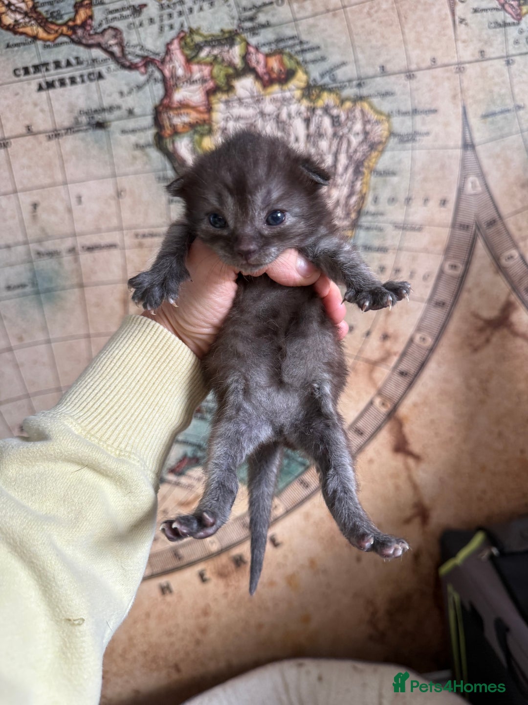 Bengal cats for sale: Bengal Cross Kittens - Image 2