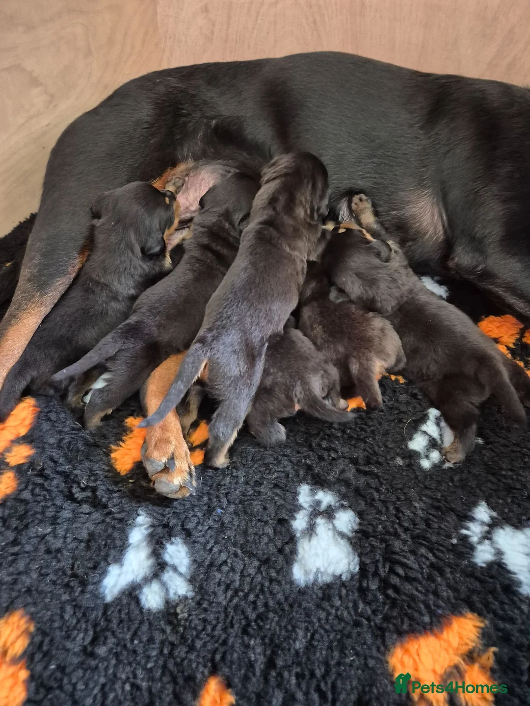 Rottweiler dogs for sale: Rottweiler puppies - Advert 22