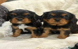 Cavalier King Charles Spaniel dogs for sale: Health tested cavalier King Charles spaniel pups  - Image 11