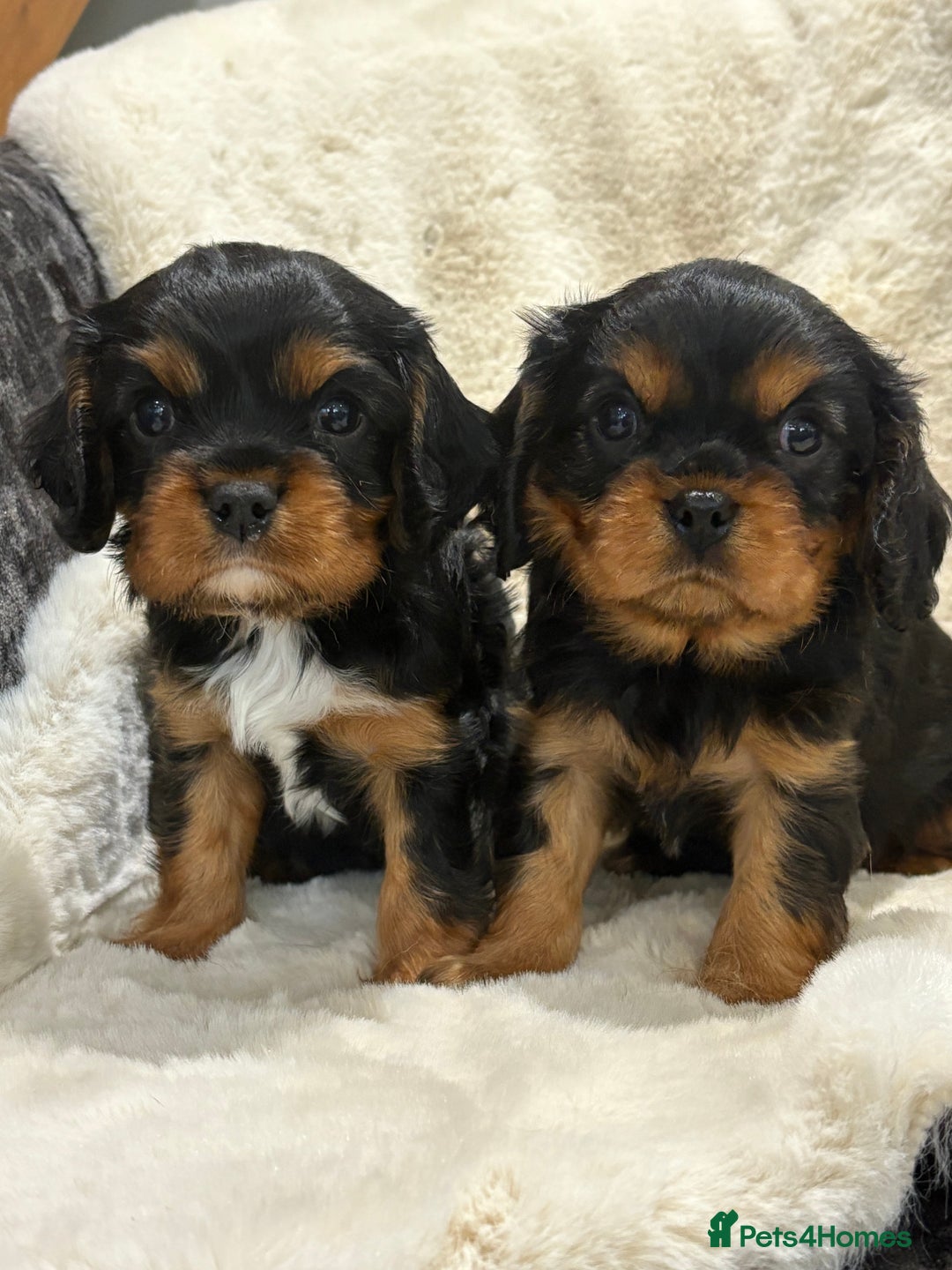 Cavalier King Charles Spaniel dogs for sale: Health tested cavalier King Charles spaniel pups  - Image 11
