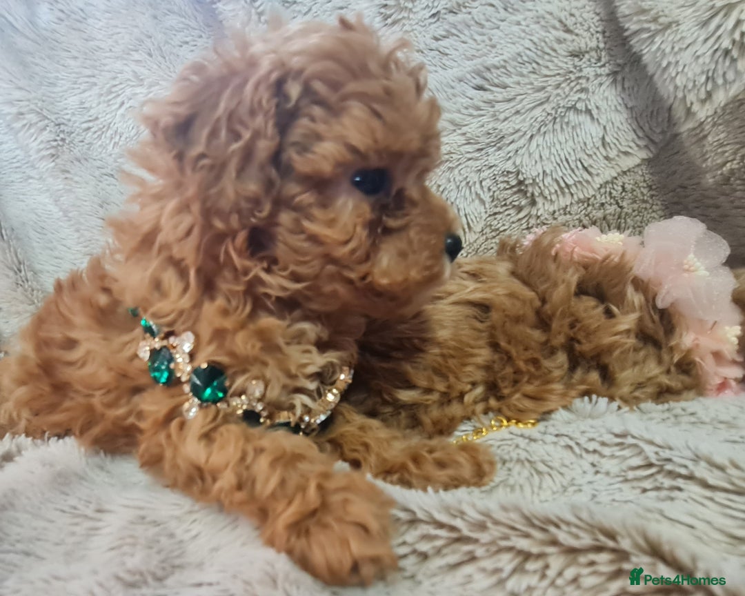 Toy Poodle dogs for sale: Tiny kc puppies,DNA&Genetic tested parents  - Image 4
