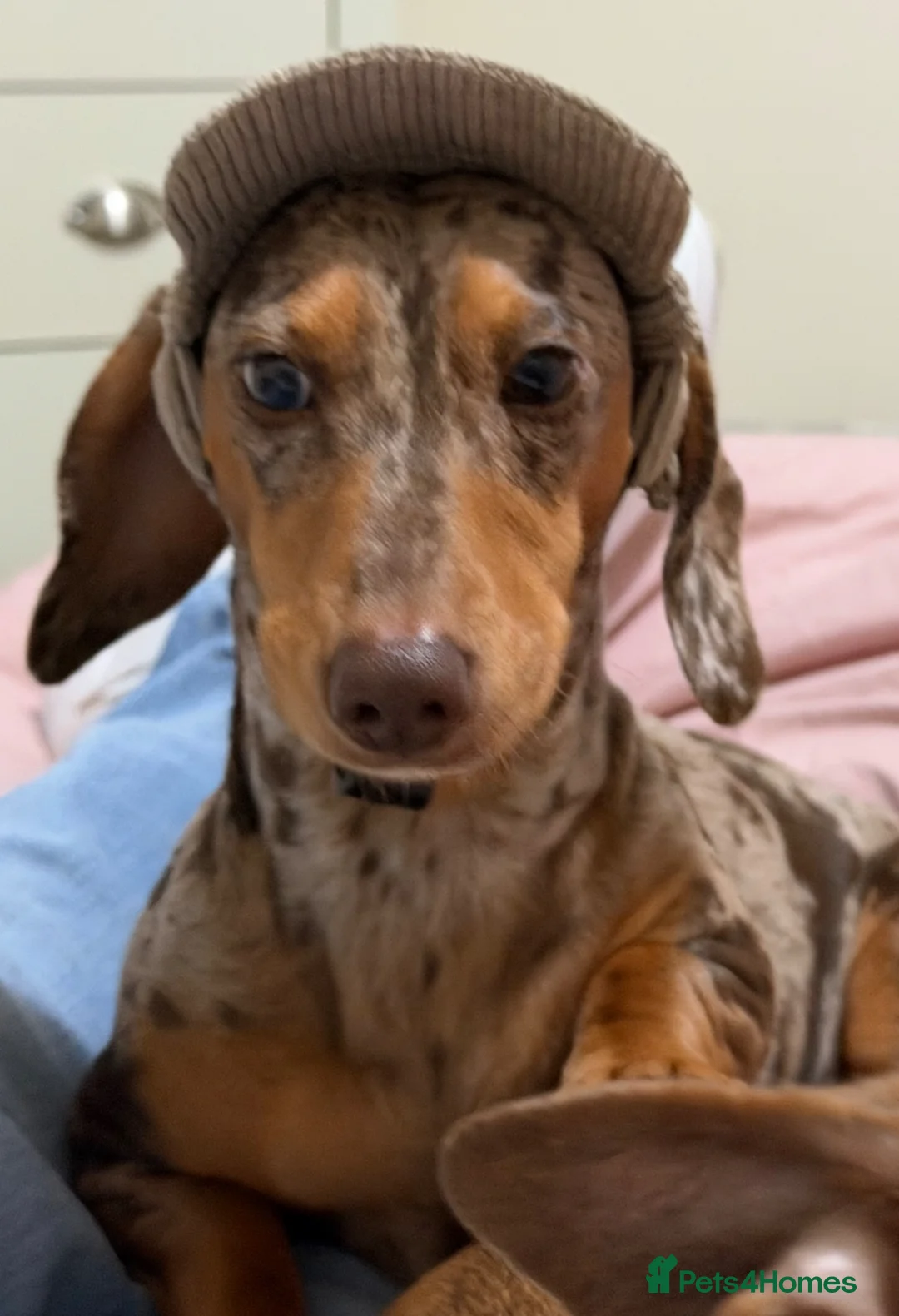 Mixed Breed dogs for sale: Unique mixed breed - Advert 2