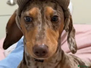 Mixed Breed dogs Unique mixed breed - Advert 3