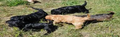 Cockapoo 8 black