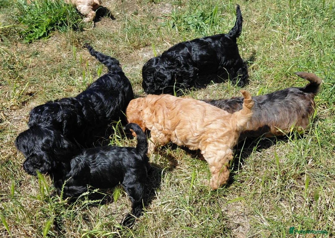 Cockapoo dogs for sale: Fluffy Cockalier-a-Poo Puppies – Ready Soon! - Advert 10