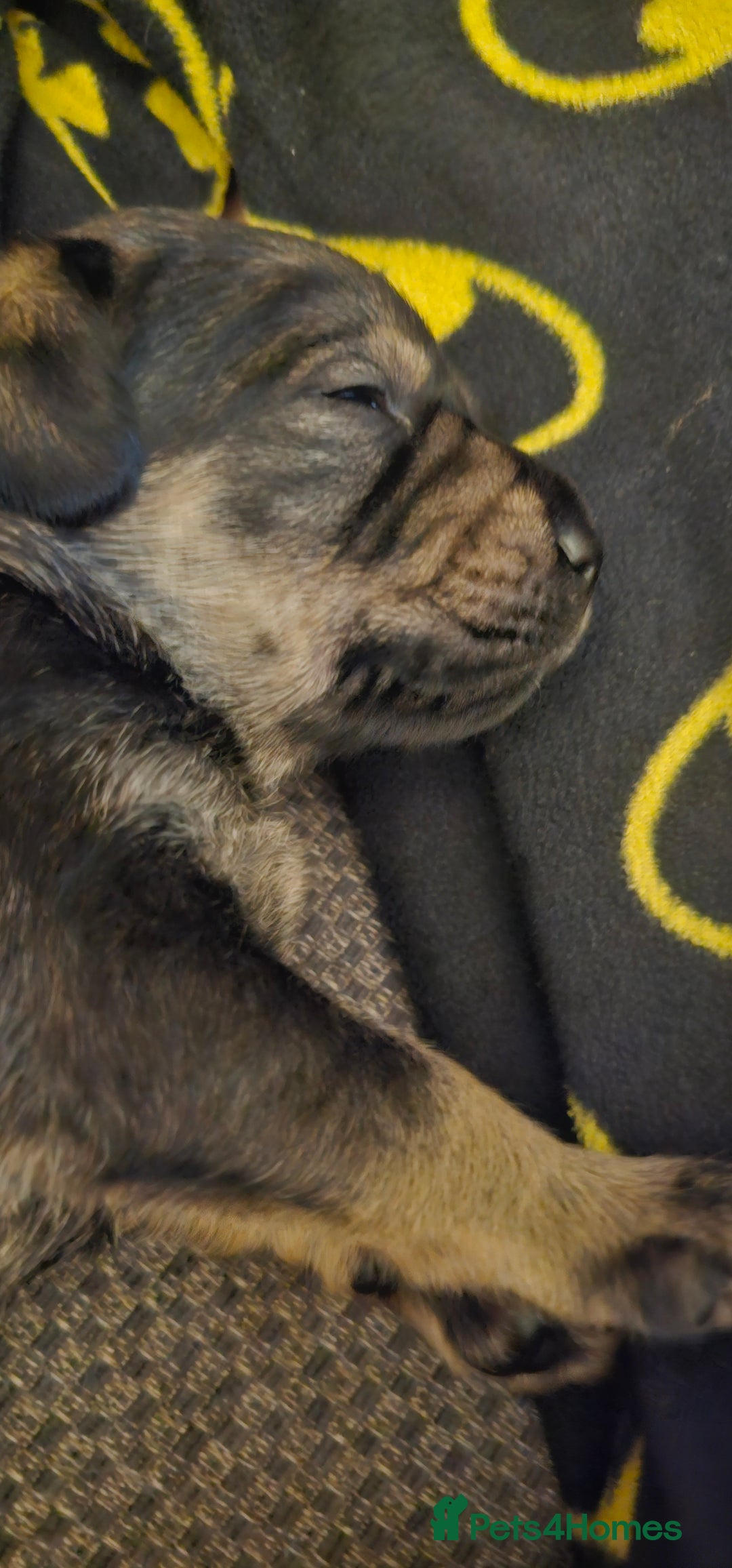 Schnoodle dogs for sale: Perfect schnoodles - Advert 5