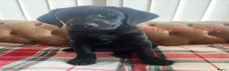 Labrador Retriever dogs for sale: FTCh Gunnerspeg Gambler × Greenbriar Tanzanite - Advert 7