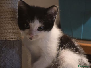Mixed Breed cats Last boy kitten left - Advert 13