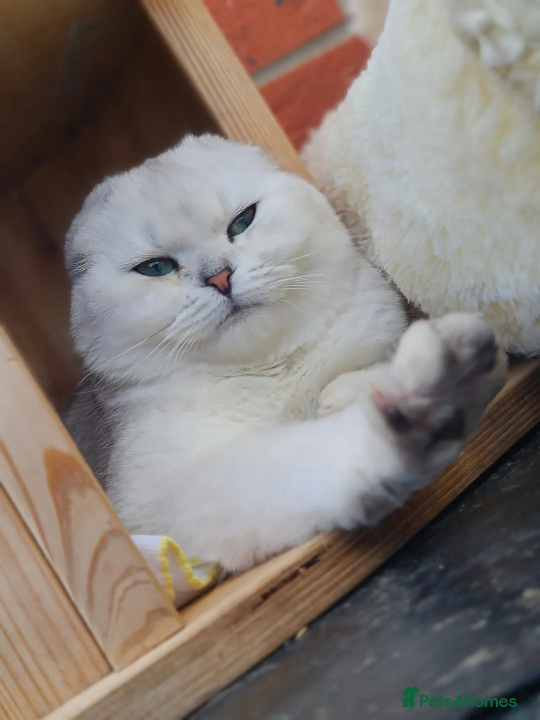 Scottish Fold cats for sale: Last Boy available  - Advert 2